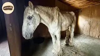 This Horse Could Barely Step Off the Trailer Then She Did This