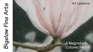 Colored Pencil Botanical Art: A tutorial on a Magnolia with Bokeh