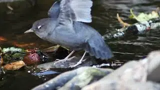 The Dipper:  The most amazing songbird. Your new favorite!