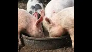 Marketing your pasture raised pigs