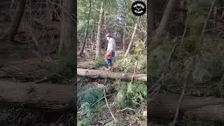 Log walking! #forest #logging #sawmill