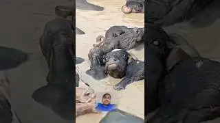 Flood in Punjab heavy water pressure in River in Pakistan water with Buffalo #ytshorts #flood #water