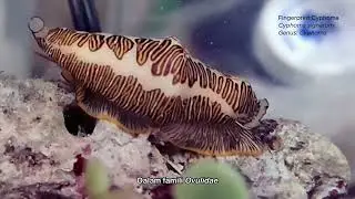 False Cowrie - #HighlightMisteriLautan 06