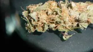 Growing cultivating cannabis snow white bud porn