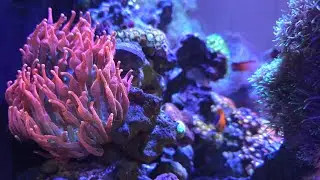 40 Gallon Saltwater Aquarium reef update. Innovative Marine tank. #aquarium #reef #ocean #coral