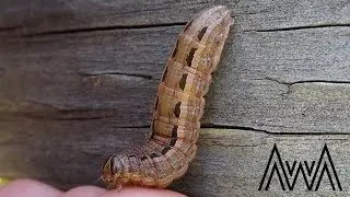 AwA Yellow Underwing Caterpillar (Noctua pronuba)