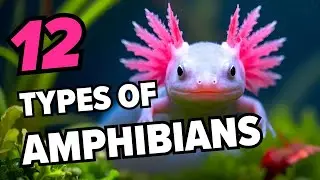 12 Amazing Examples of Amphibians Around the World