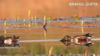 NORTHERN SHOVELER