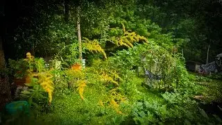 Cover crops can change your garden LIVE