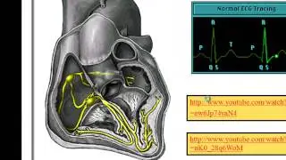 UNIT 6: CONTROL OF HEART FUNCTION