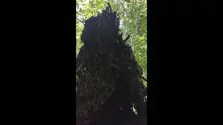 Life Never Stops: How an Uprooted Tree Found a New Direction