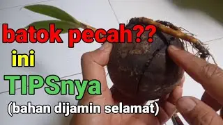 cara(tips) mudah mengatasi batok bonsai kelapa yang retak//pecah