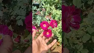 midnight blue colour rose plant available