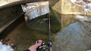 Fishing for stocked rainbow trout but I caught this instead!!