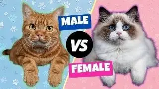 Are male cats more loving and cuddly than female cats