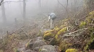 Appalachian Trail Thru Hike 2021 - Day 21 - Muskrat Creek Shelter to Deep Gap