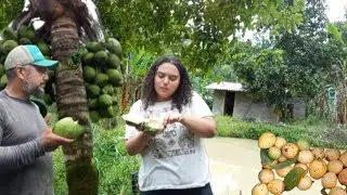 Ela veio me ver e colhemos goiabas aqui tem fartura 