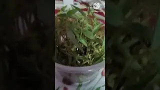 macrogreens benifits #viralvideo #macrogreens #navratri #navratrispecial