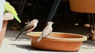 Birds drinking water || Indian Silverbills #birds