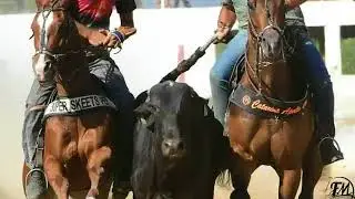 arreio de ouro vaqueiro bote pegado