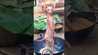Billi bole meow meow cute catdanceshort 🐱❤️🐱 video#automobile#song #funny#comedycartoon#30onTrending