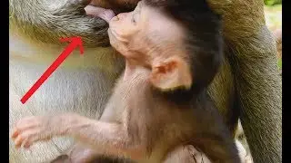 Look to right hand Popeye | Polly clever can Sucking milk all act Movement.
