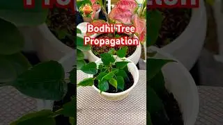 Bodhi Tree Propagation #bodhitree #propagation #gardening