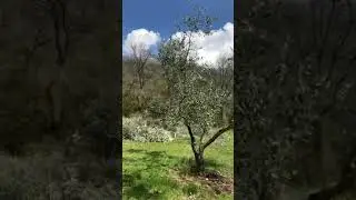 Potatura di riforma a vaso policonico risultato finale