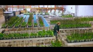 Staking Orchid Plants - CosMic Plants