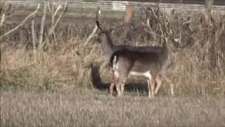 D&aring;dyr, hjorte. / Fallow deer, bucks.