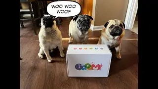 3 Pugs and a Photo Op
