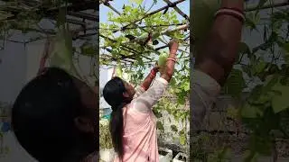 Chhat Par Lauki Ugayein || Ghar Ki Kheti #garden