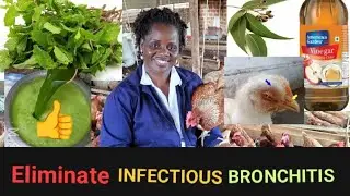 How to cure INFECTIOUS BRONCHITIS organically in poultry farming