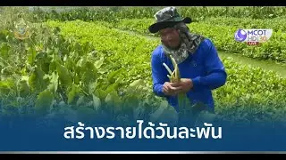 อาชีพทำเงิน : ปลูกผักก้านจองขาย สร้างรายได้วันละพัน