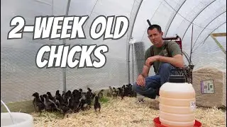 How to raise chickens from chicks - 2 weeks old (moving to green house)