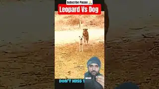 Leopard Vs Dog And Cat #shortsfeed #shorts #viralytshorts #highlights #leopard #vs #dog #cat #viral