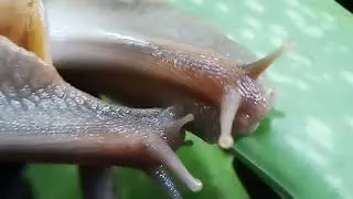 a snails crawling around planted with fresh dauni flowers