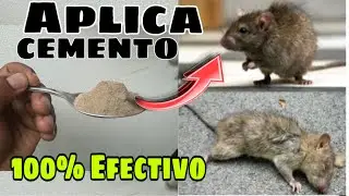 COMO Eliminar RATAS y RATONES de Manera Permanente