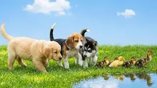 Cute puppies playing with ducklings on the green grass - Dog barking sounds - Dog videos