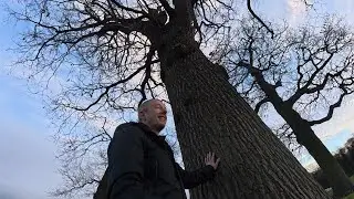 Разговоры с деревьями через экстрасенсорные способности | Загородный парк Далкит | Телепатия Гала...