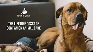 Faunalytics Explains: The Lifetime Costs of Companion Animal Care