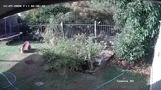 Puppy Attacked By A Snake
