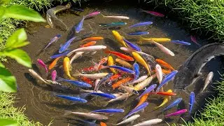Stop Motion Cooking ASMR Rainbow Koi Fish ,Cartoon Cute Crab Funny Video