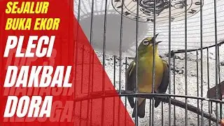 DAKBAL DORA.NEMBAK PANJANG BUKA EKOR.VOLUME EDAN #dakbal #pleci #plecimania #plecinembak #plecigacor