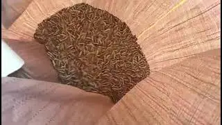sunflower seeds processing by Chinese color sorter machine