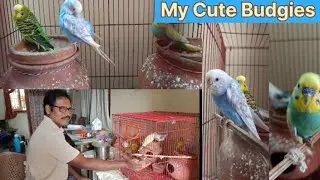 Live Cute Budgies vibes Day-40 #live #budgie #petlovers