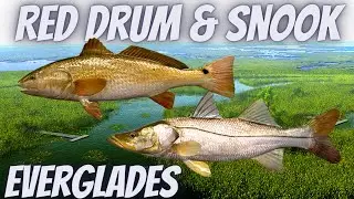 Fishing Planet EVERGLADES Florida - XP & MONEY FARM Trophy Snook & Red Drum Best Place for low Level