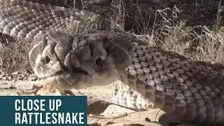 BIG SNAKE CLOSE UPS!