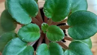 Как выглядят здоровые корни фиалок?  What do healthy violet roots look like?