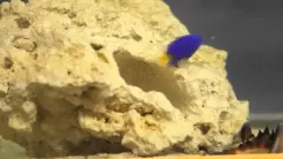 Yellowtail Blue Damselfish - Fierce Defender of Eggs